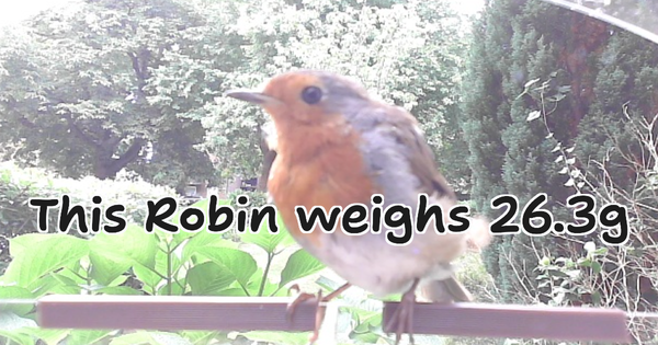 Smart Bird Feeder Part 2 - How can I automatically identify bird species from an image? - Using Tensorflow and a webcam to spot birds